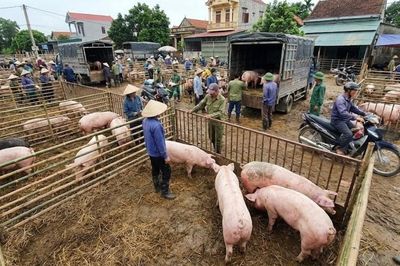 Giá heo hơi hôm nay 3/7: Đi ngang trên cả ba miền, vùng giá ổn định 60.000 - 66.000 đồng/kg