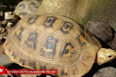 Thả cá thể rùa núi vàng về tự nhiên