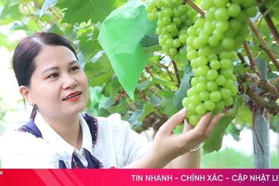 Khám phá vườn nho mẫu đơn ở xã miền núi Hà Tĩnh
