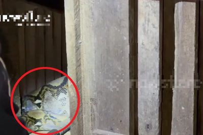 Nghe tiếng động lạ, chủ nhà mở cửa phát hiện cảnh tượng 'nổi da gà' giữa đêm