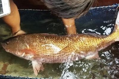 Loài cá tiền tỷ quý hiếm bậc nhất ở Việt Nam, được giới nhà giàu khắp nơi 'săn lùng'