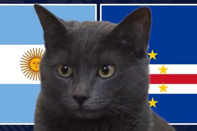 Mèo 'tiên tri' dự đoán thế nào về kết quả trận Argentina vs Cape Verde?