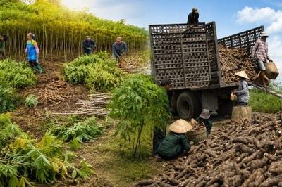 Xăng E10 mở chuỗi giá trị mới cho nông nghiệp và công nghiệp chế biến