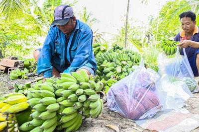 Gần 4 thập kỷ kiến tạo đất U Minh
