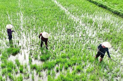 Hợp tác xã liên kết sản xuất để phát triển bền vững