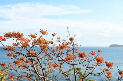 Hồn cây nơi xứ đảo