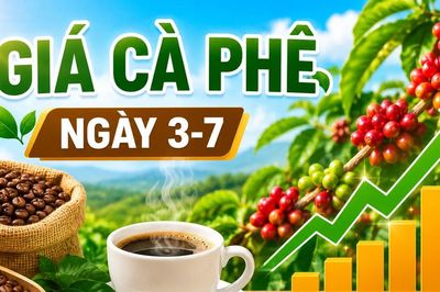 Giá cà phê ngày 3-7: Đồng loạt tăng mạnh 1.600 đồng/kg