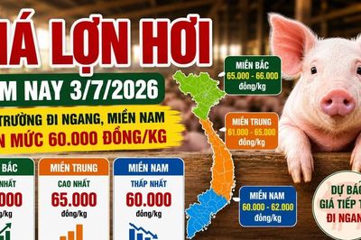 Giá lợn hơi hôm nay 3/7: Miền Nam còn mức 60.000 đồng/kg