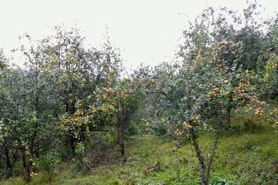 Đánh thức giá trị đẳng sâm dưới tán rừng