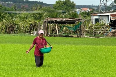 Vụ lúa hè thu có 'thiên thời, địa lợi'