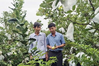 Thu nhập cao từ vườn mẫu