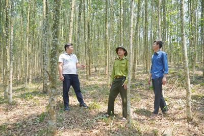 Xử lý đất rừng vi phạm, chồng lấn