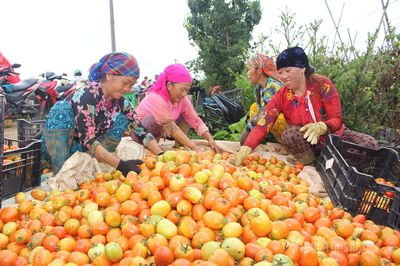 Vui mùa thu hoạch cà chua