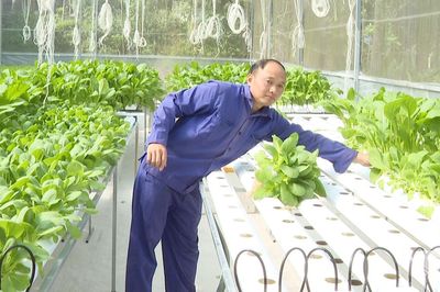 Gần 800ha đất lúa kém hiệu quả được chuyển đổi cơ cấu cây trồng