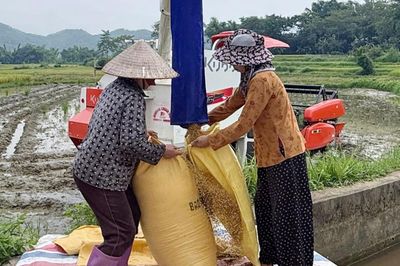 Toàn tỉnh gieo cấy 3.613,51 ha lúa