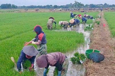 Sôi động vụ Hè Thu trên nông trường Công ty Cà phê 716: Hướng đến mùa vàng bội thu