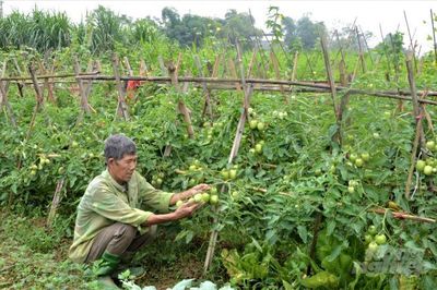 Đánh giá hiệu quả kinh tế và môi trường của mô hình sản xuất rau hữu cơ tại tỉnh Tuyên Quang