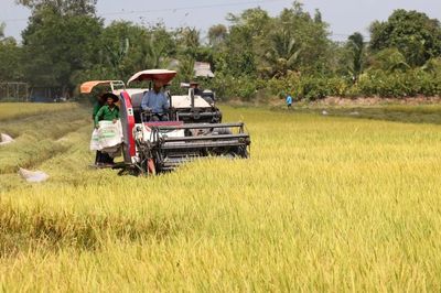 Giá lúa gạo hôm nay 3/7: Gạo nguyên liệu tăng nhẹ, lúa tươi giữ ổn định