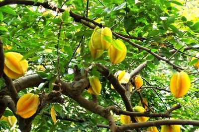 Vị trí trồng cây khế giúp gia chủ rước tài đón lộc