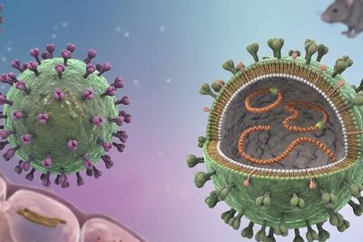Bộ Y tế cập nhật thông tin mới nhất về bệnh do virus Hanta