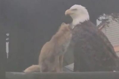 Khoảnh khắc 'có một không hai' giữa hai thú săn mồi 'khét tiếng' thu hút Bộ trưởng Y tế Mỹ