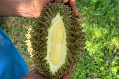 Giá sầu riêng lao dốc, chủ vườn 'khóc ròng'