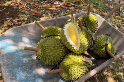 Tin vui cho người trồng sầu riêng
