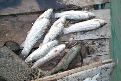 Khẩn trương làm rõ nguyên nhân cá chết hàng loạt trên sông Lam
