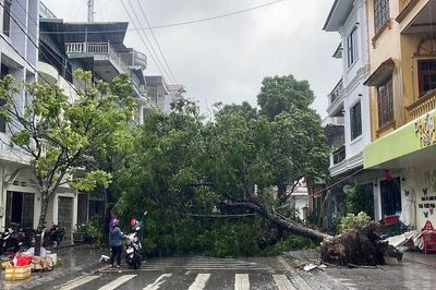 Móng Cái gió giật cấp 11, cây bật gốc, nhà tốc mái