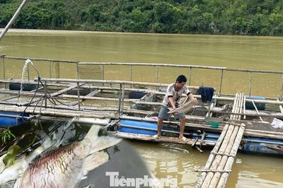 Cá nuôi lồng trên sông Lam chết bất thường, người dân thiệt hại lớn