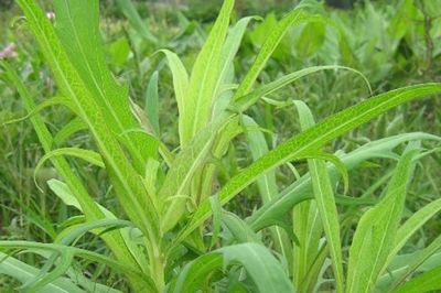 Tác dụng của cây bồ công anh với người mắc tiểu đường