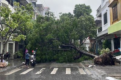 Bão số 1 Maysak sắp đổ bộ, gió mạnh quật đổ cây, tốc mái ở Móng Cái