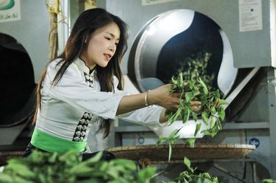 Mỗi ngày hái 40kg chè, người dân Co Hón thoát nghèo bền vững