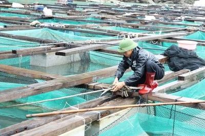 Hơn 1.300 tàu cá ở Vân Đồn đã vào nơi tránh trú an toàn