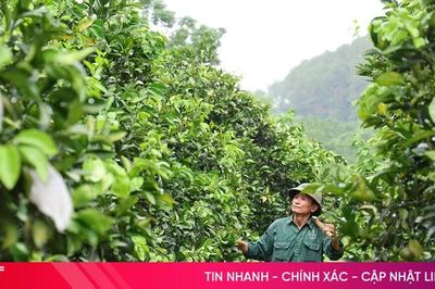 Hàng nghìn ha cây trồng 'bừng tỉnh' sau mưa