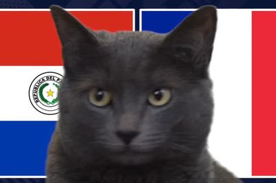 Mèo 'tiên tri' dự đoán kết quả trận Paraguay vs Pháp: Lựa chọn đáng giá