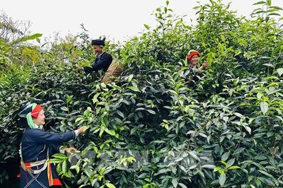 Tuyên Quang tạo đà tăng trưởng từ ba trụ cột kinh tế