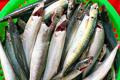 Loại cá được người miền Trung coi là 'lộc biển', khách du lịch ăn một lần rồi tìm mua mang về