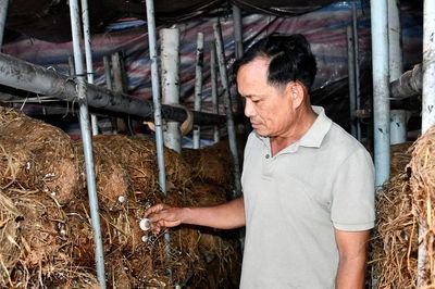 Kinh tế tuần hoàn trong làm nấm