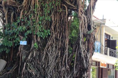 Bóng đa nơi phố Hội