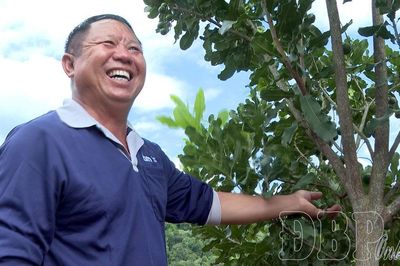Phát triển mắc ca cần giải pháp đồng bộ