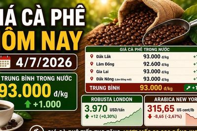 Giá cà phê hôm nay 4/7: Arabica giảm, trong nước vẫn tiếp tục tăng