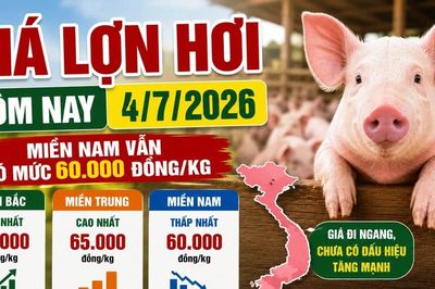 Giá lợn hơi hôm nay 4/7: Chưa có tín hiệu tăng