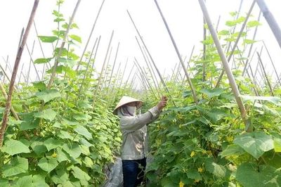 Dưa chuột An Hòa vững bước vươn xa