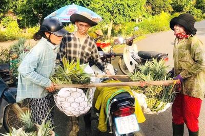 Mùa vàng từ những đồi thơm