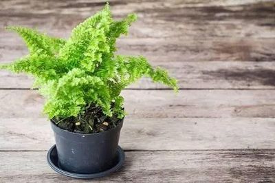 5 loại cây cảnh nên để trong nhà suốt mùa hè, mang ra ngoài nắng dễ héo úa, cháy lá