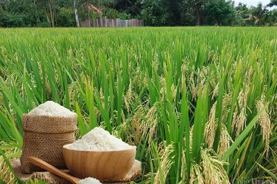 Giá lúa gạo hôm nay 4/7: Trong nước tiếp tục ổn định