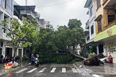 Nhiều cây xanh ở Móng Cái bật gốc do mưa bão số 1