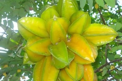 Những vị trí cấm kỵ tuyệt đối không nên trồng cây khế