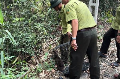 Nhiều loài động vật hoang dã quý, hiếm ở Khánh Hòa được thả về rừng tự nhiên